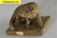 石虎藏品圖，第12張